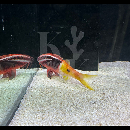 Goat Fish (Pickup Only)