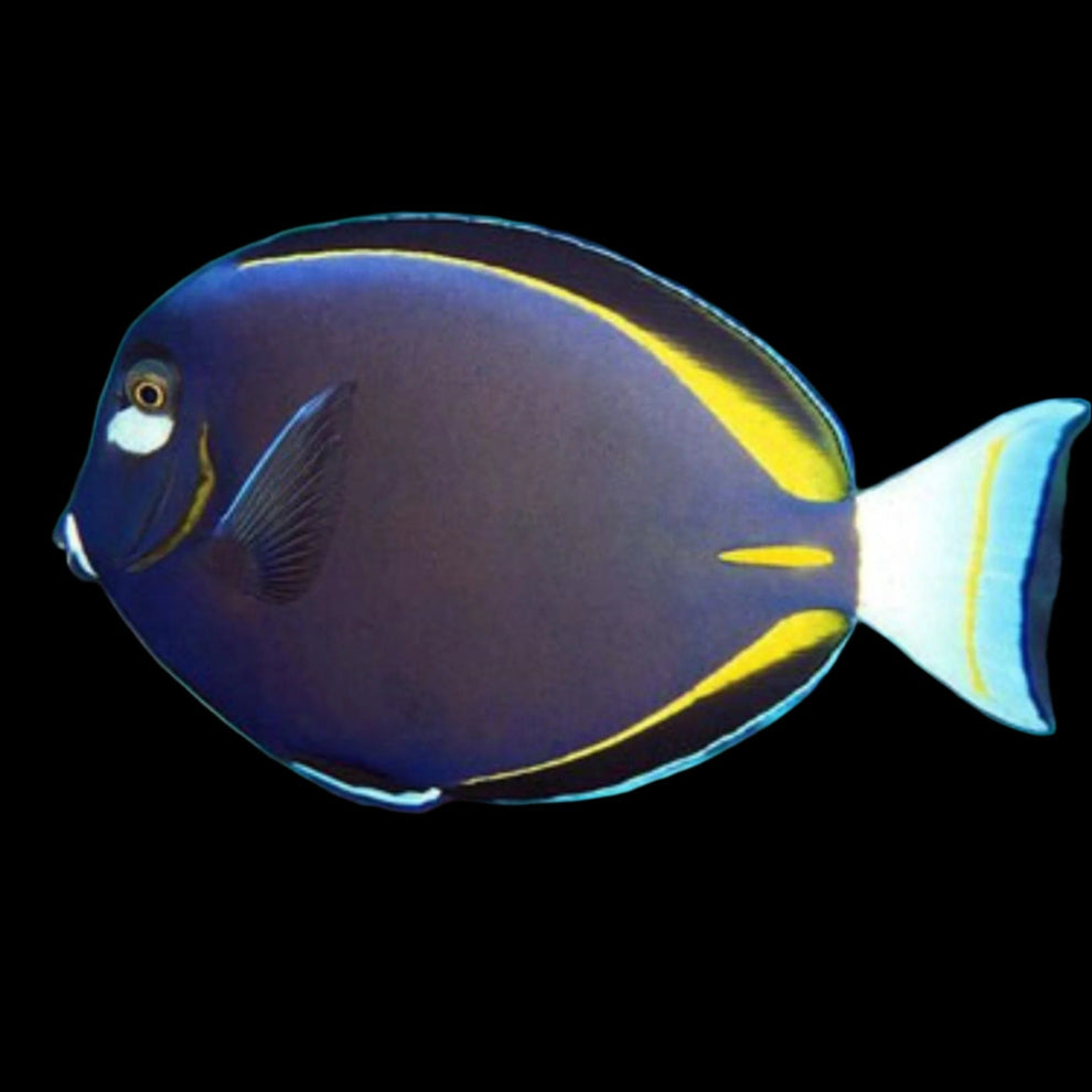 Gold Rim Tang – Krakking Korals