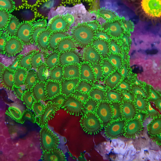 Radioactive Campfire Zoanthid Frag