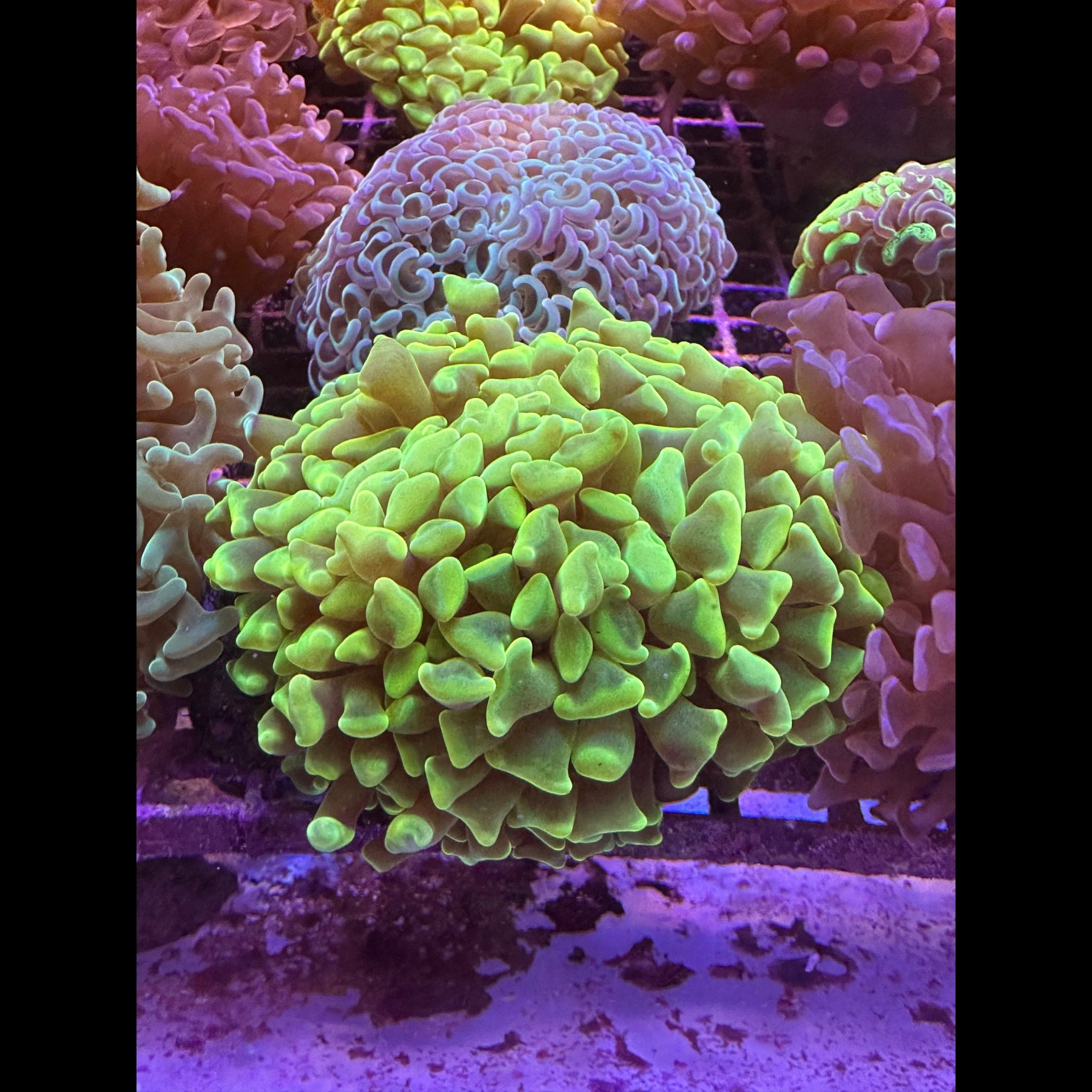 LPS Coral For Sale | Krakking Korals