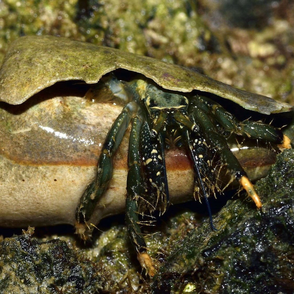 Hermit Crab