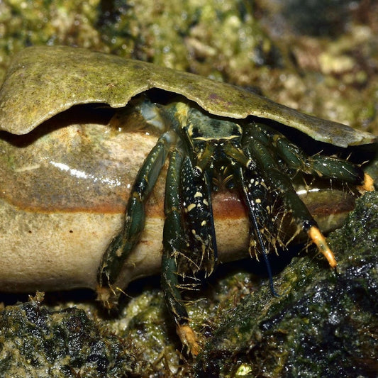 Hermit Crab