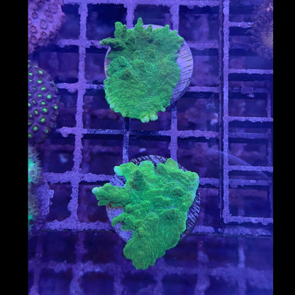 Hirsuta Montipora