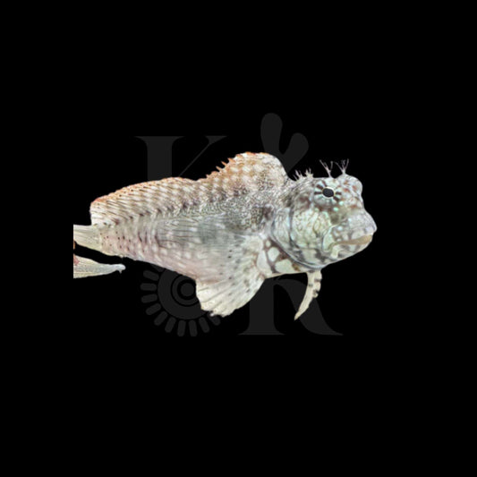 Lawnmower Blenny