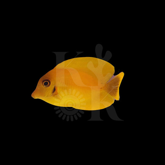 Mimic Tang
