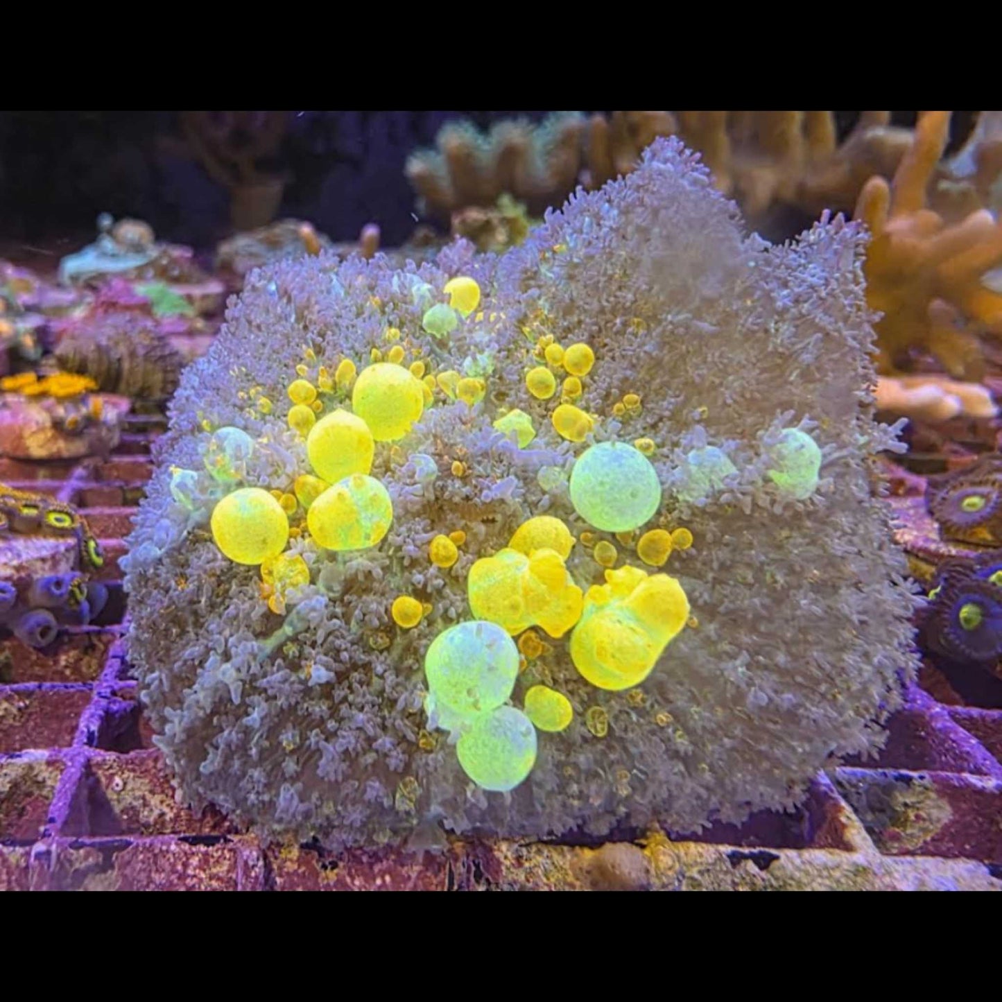 WYSIWYG - OG Bounce Mushroom