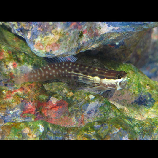 Palespotted Blenny