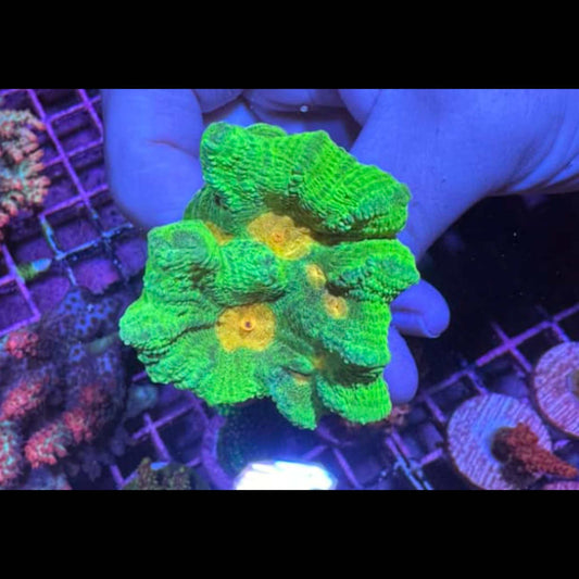 WYSIWYG Space Invader Pectinia Frag