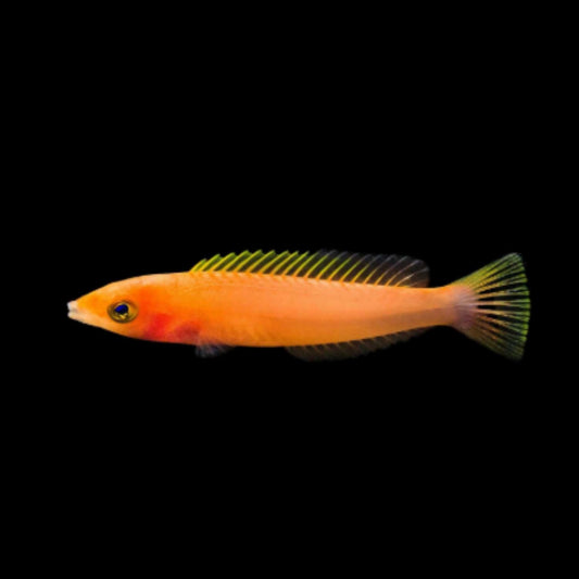 Royal Pencil Wrasse Male