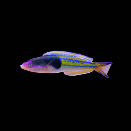 Royal Pencil Wrasse