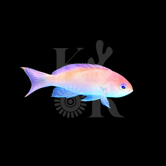 Pink Anthias
