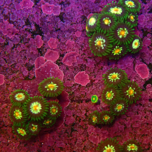 Pinwheels / Stargazers Zoanthid Frag