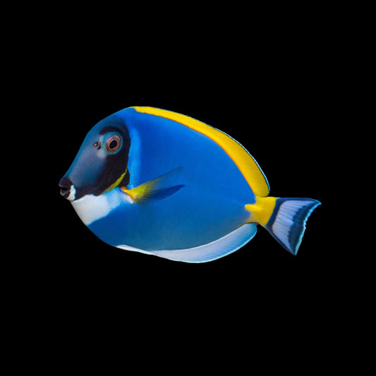 Powder Blue Tang (Pickup Only)