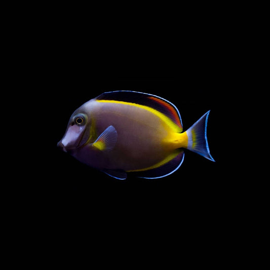 Powder Brown Tang (Pickup Only)