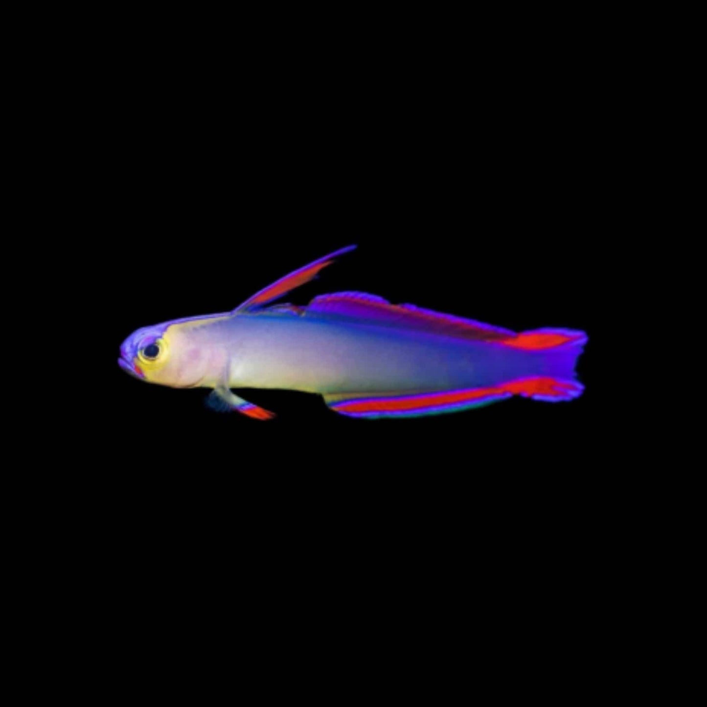 Purple Firefish