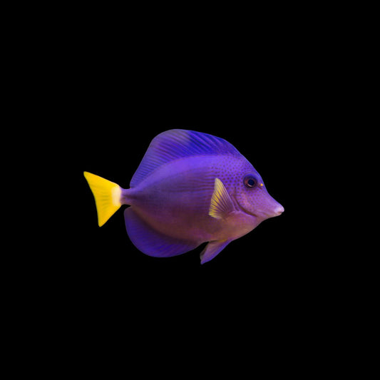 Purple Tang (Pickup Only)