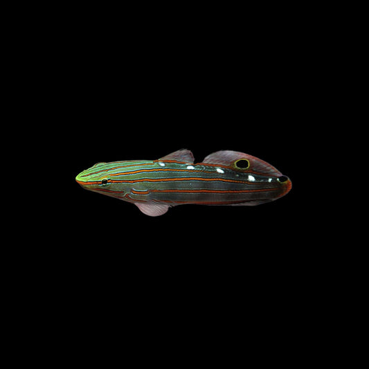 Rainfords Goby (Pickup Only)