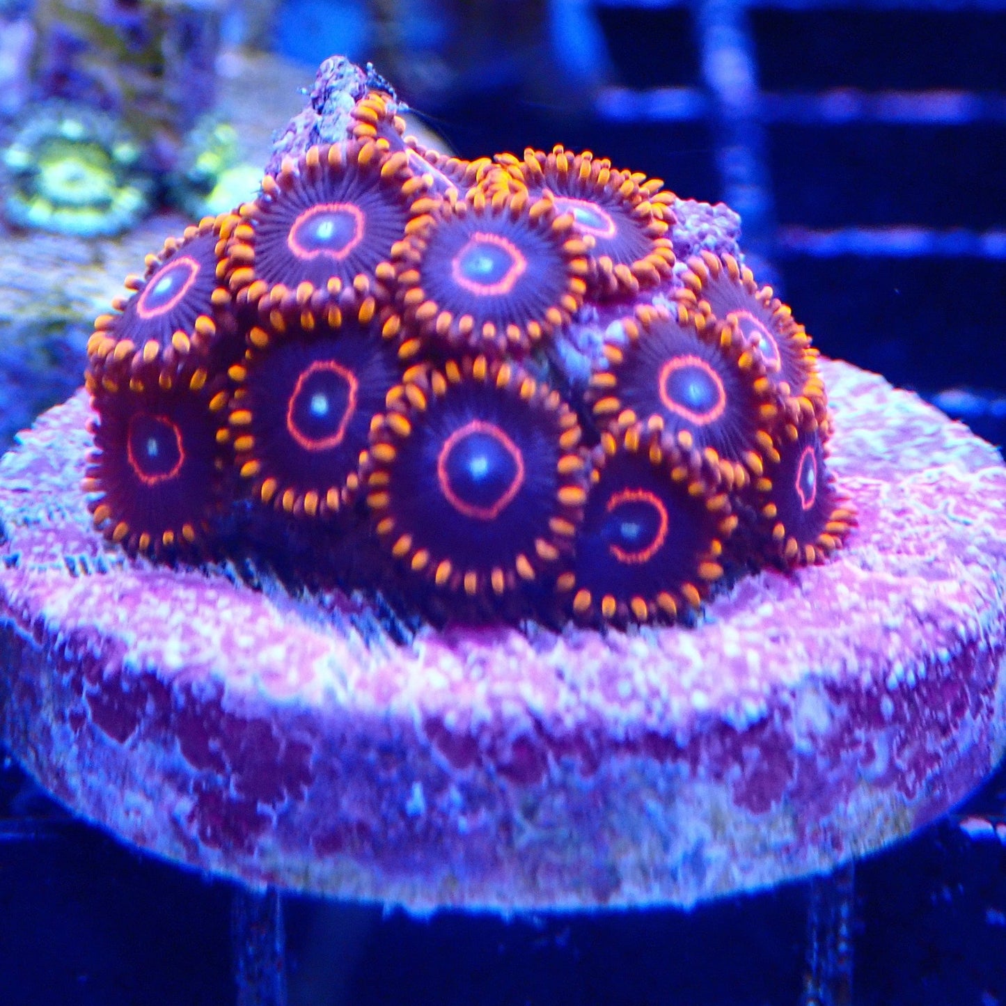 Red Hornet Zoanthid Frag