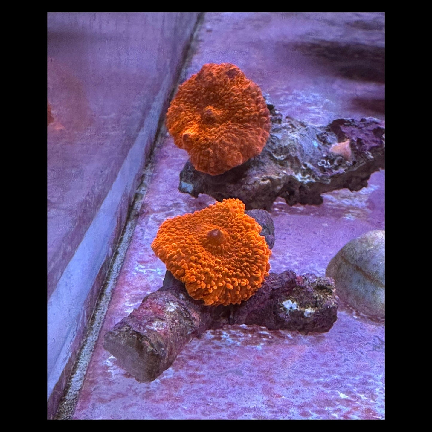 Red Morph