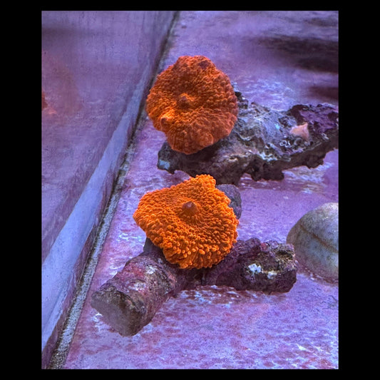 Red Morph