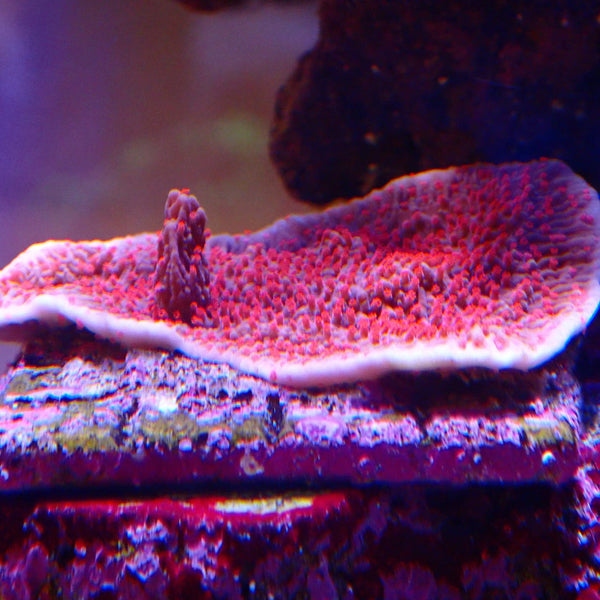 Red Roses Monti Coral for sale - Cherry Tree Montipora Frag – Krakking Korals