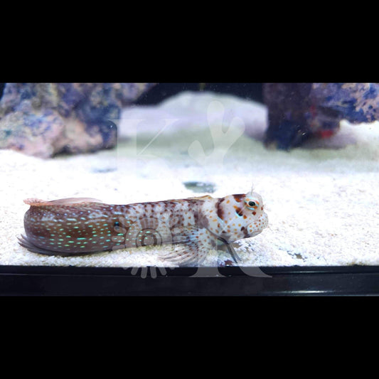 Red Spotted Blenny (Pickup Only)