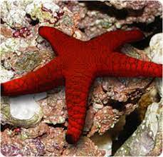 Red Fromia Starfish