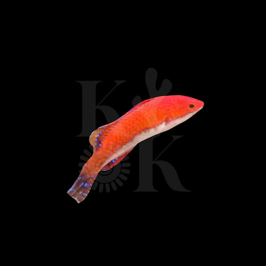 Red Wrasse (Pickup Only)