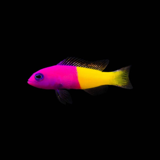 Royal Dottyback