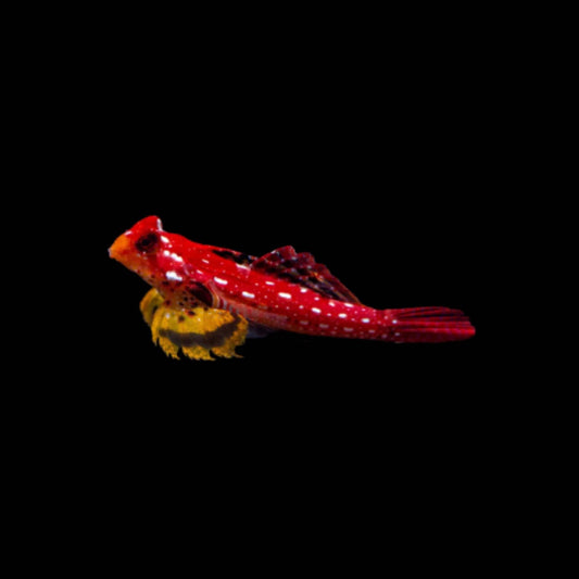 Ruby Red Dragonet