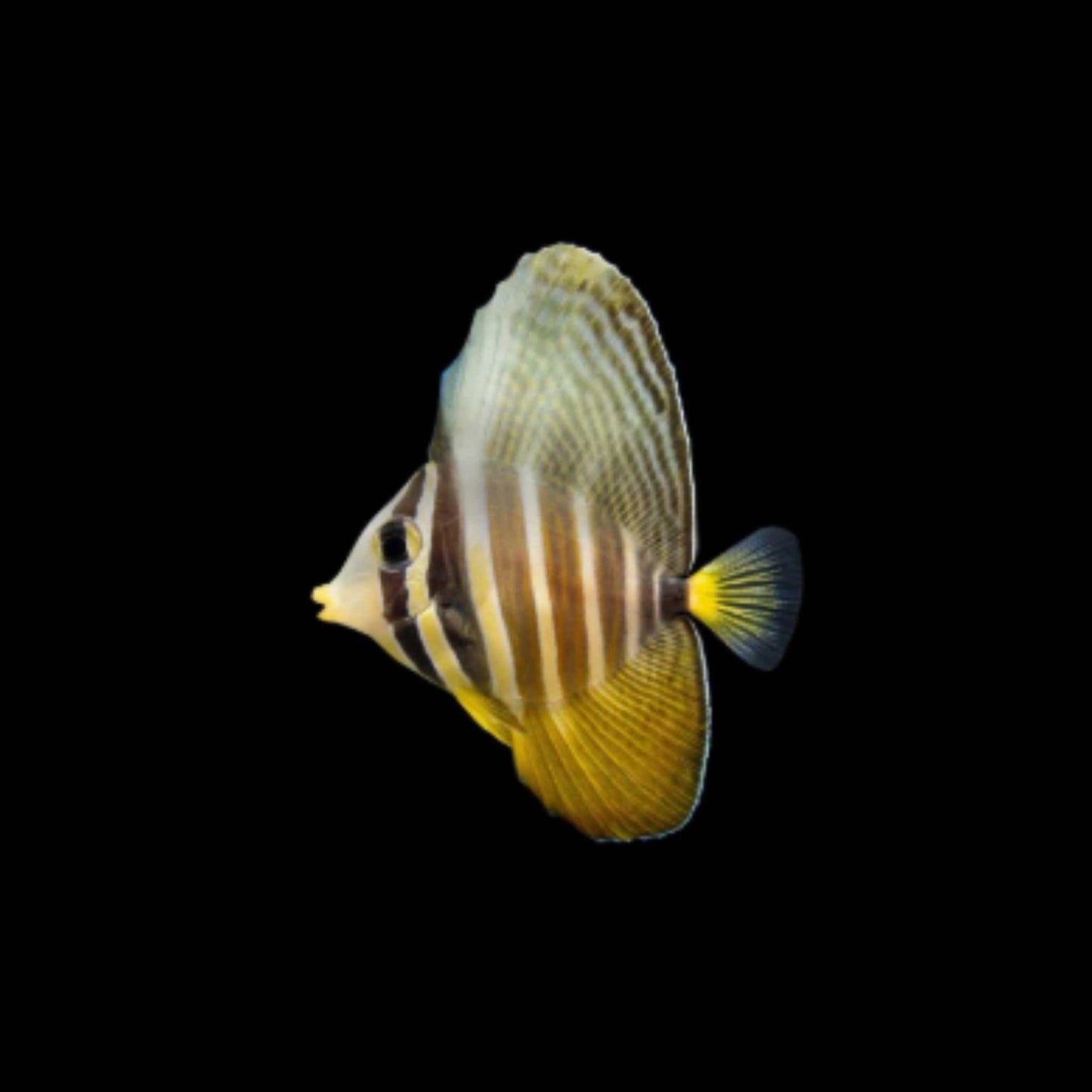 Sailfin Tang