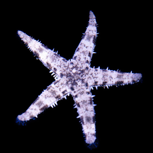 Sand Sifting Starfish