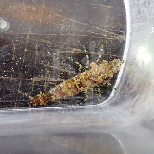 Saron Shrimp