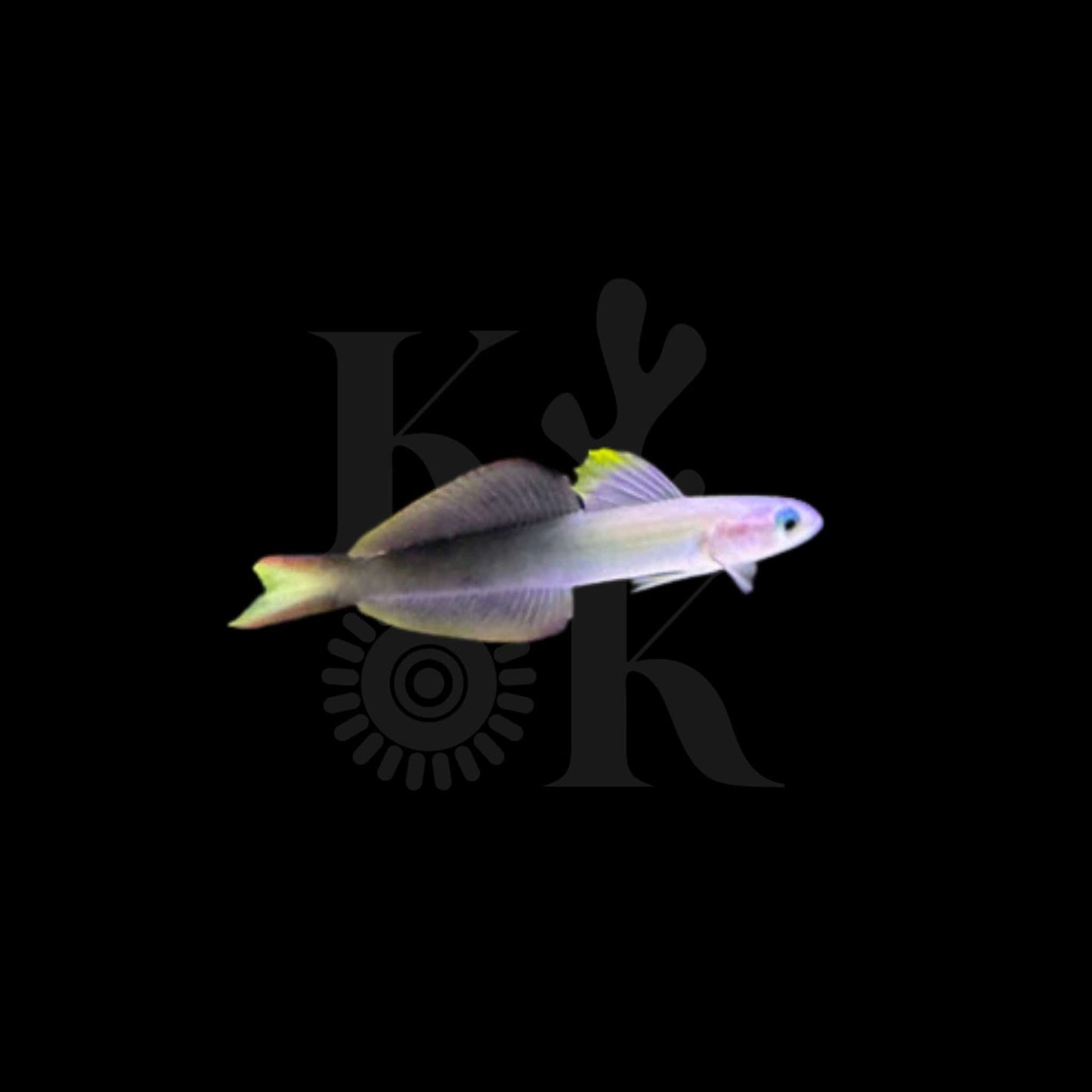 Two-tone Dartfish