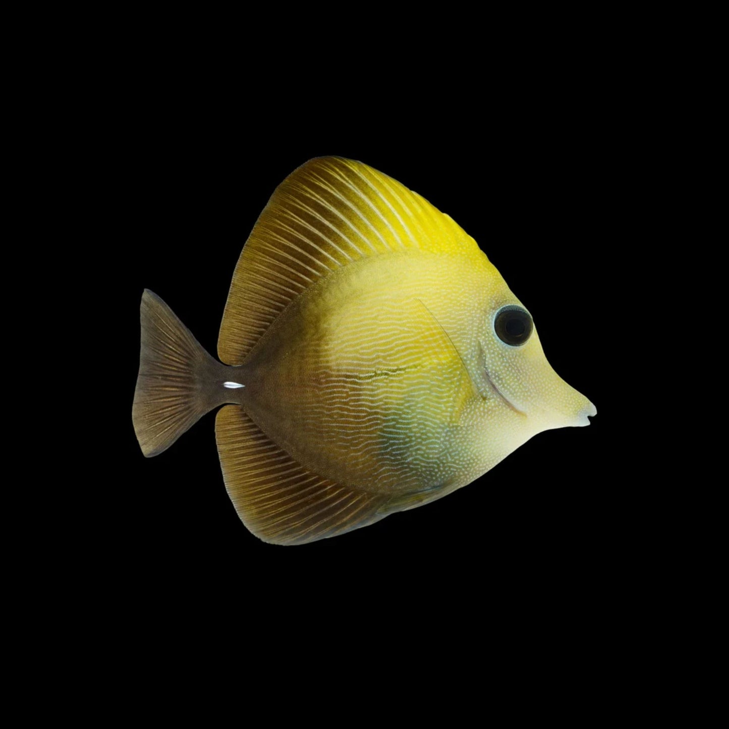 Scopas Tang
