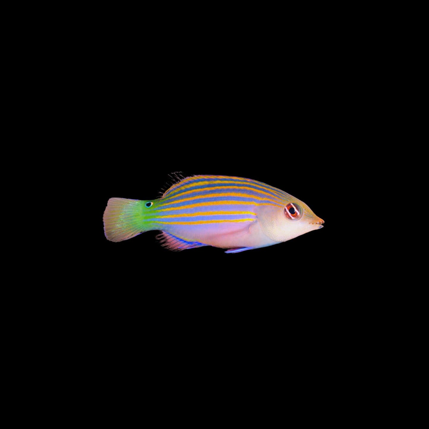 Six-line wrasse (pickup only)