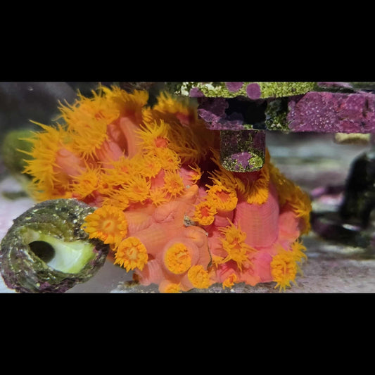 WYSIWYG Sun Coral 2