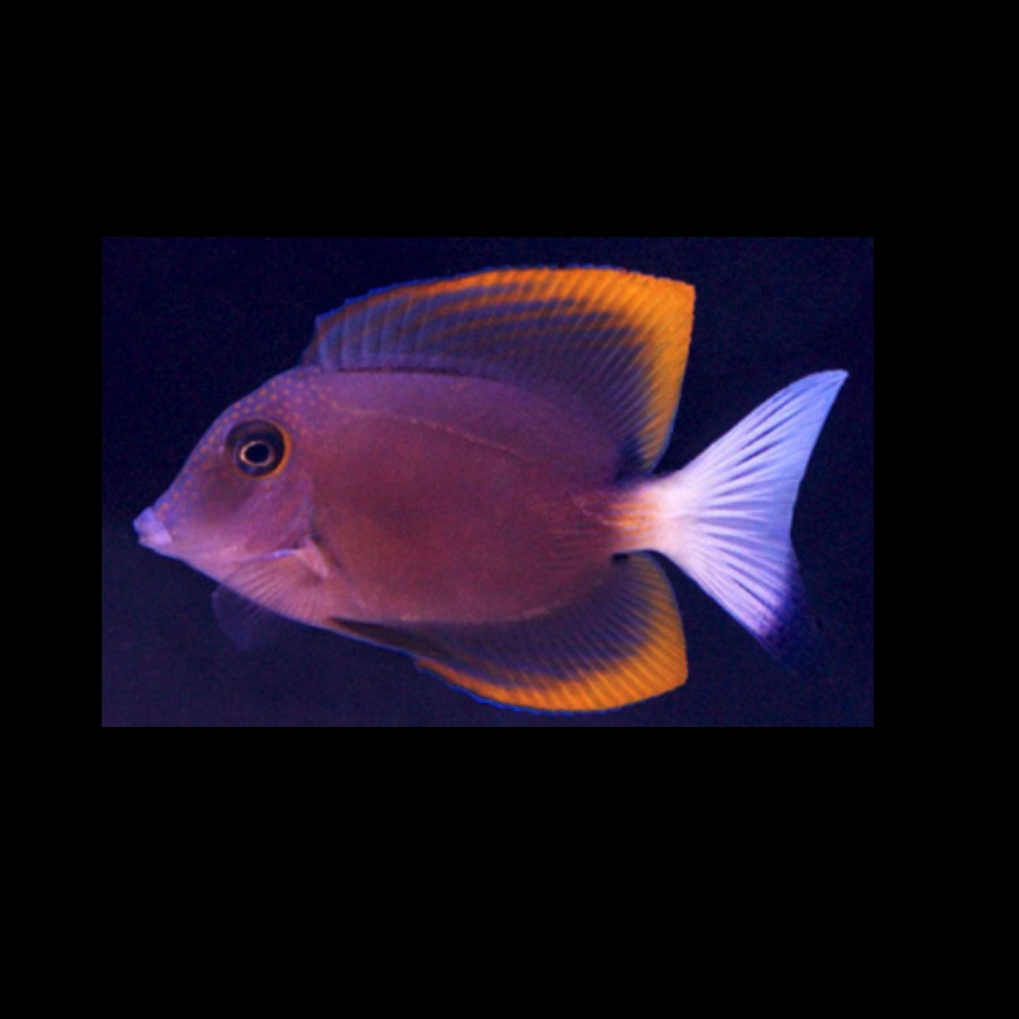 Tomini Tang (Pickup Only)