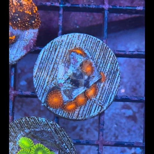 Triple Red Zoanthid Frag