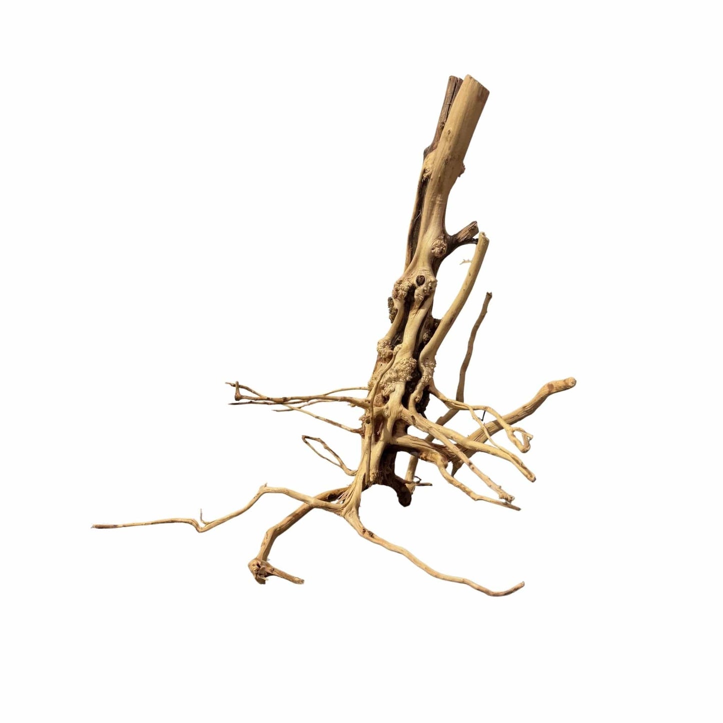 WYSIWYG 9 - Two Tone Trunk Wood 36x30x43cm