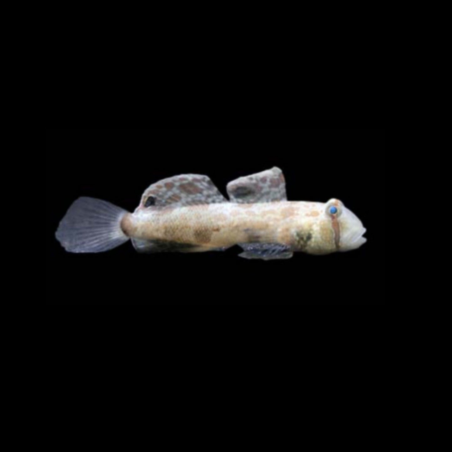Two Spot Signal Goby (Pickup Only)