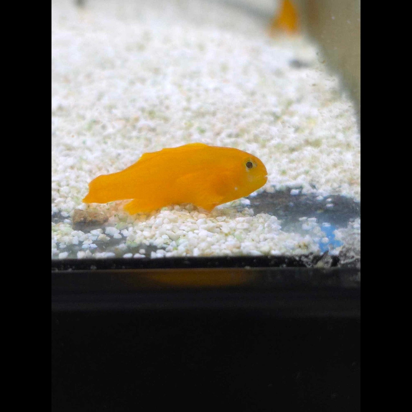 Yellow Coral Goby