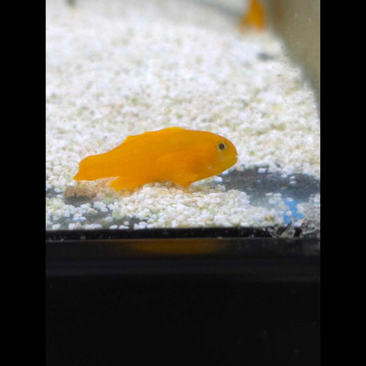 Yellow Coral Goby
