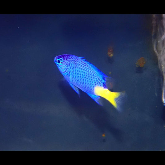 Yellow Tail Damselfish