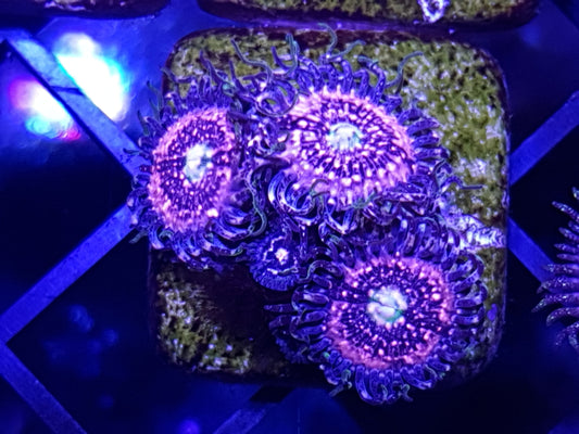 Pink Zipper Zoanthid Frag