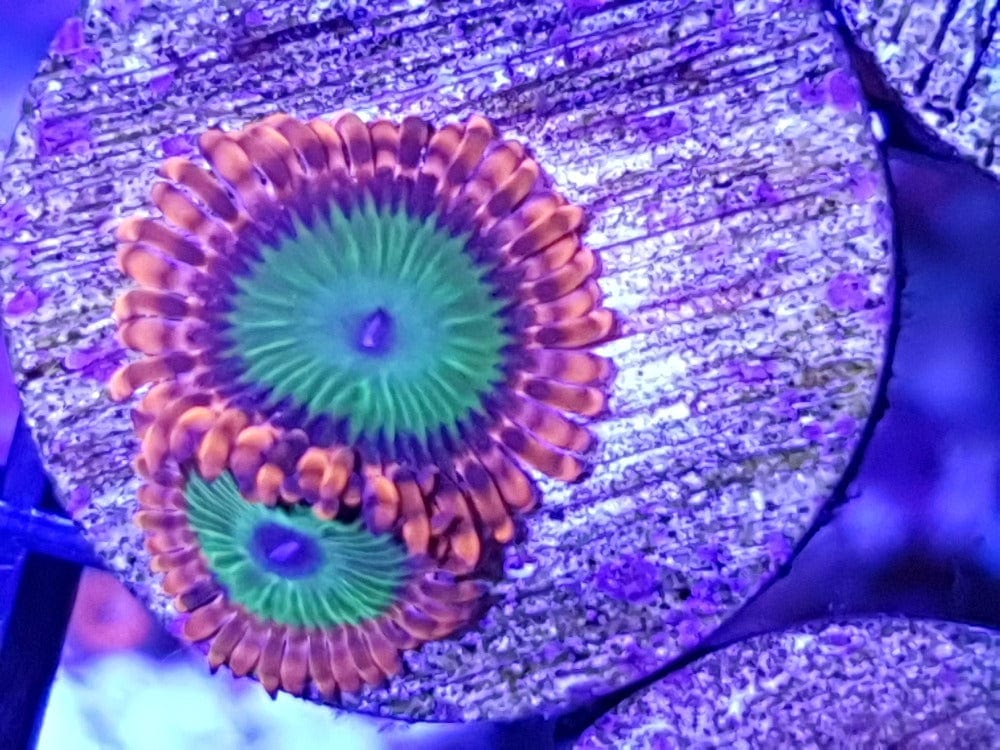 Electric Oompa Loompa Zoanthid Frag
