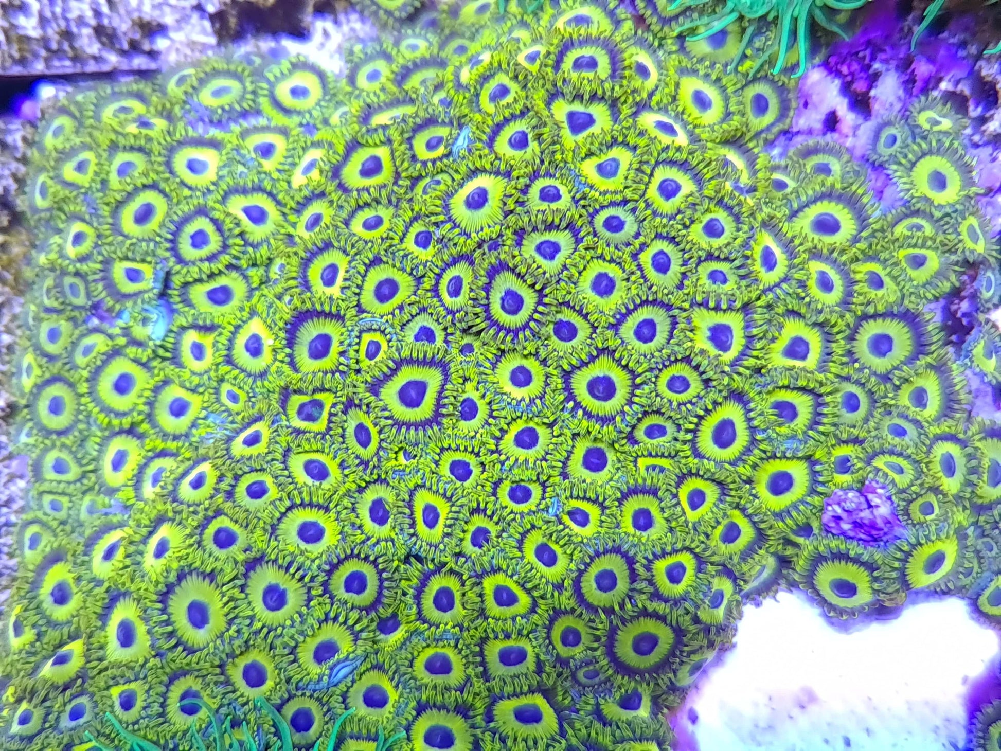 LA Laker Zoanthid Frag