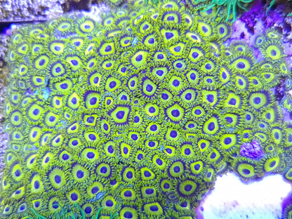LA Laker Zoanthid Frag