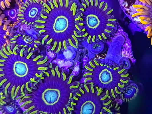 Blue Hornet Zoanthid Frag