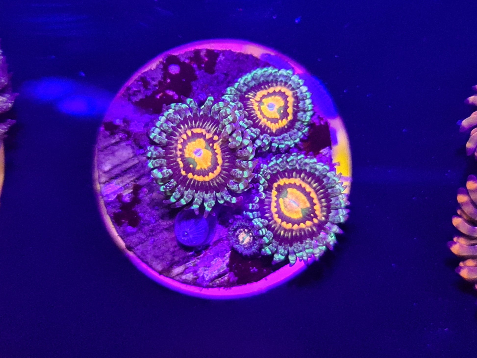 Rainbow Incinerator Zoanthid Frag
